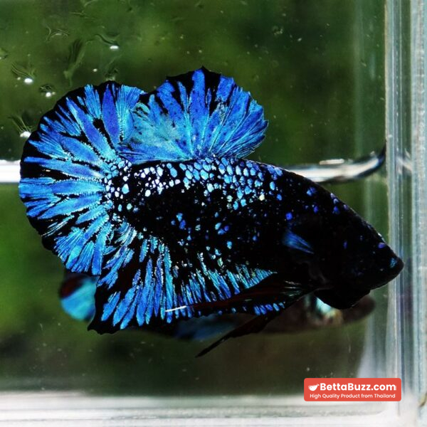 Betta Fish Avatar Nebular Black Star OHMPK - Image 3