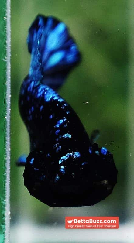 Betta Fish Avatar Nebular Black Star OHMPK - Image 7