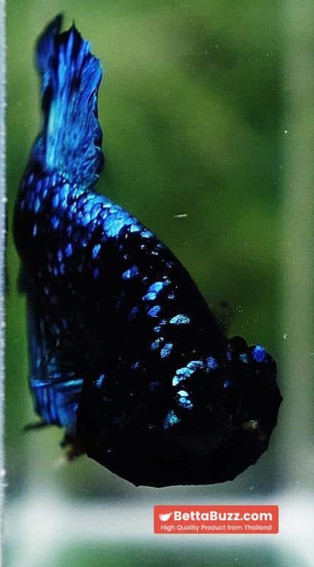 Betta Fish Avatar Nebular Black Star OHMPK - Image 8