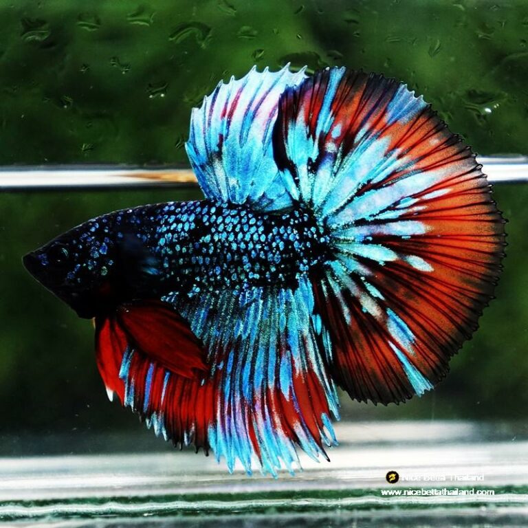 Betta Fish Avatar Flame Nebular Black Star HM (Rare)