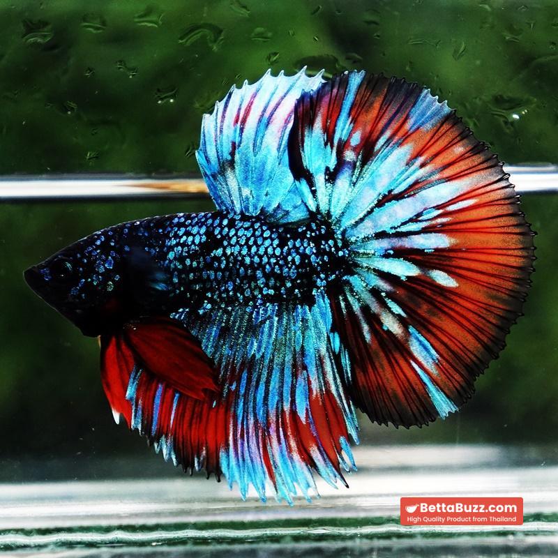 Betta Fish Avatar Flame Nebular Black Star HM (Rare) - Image 2