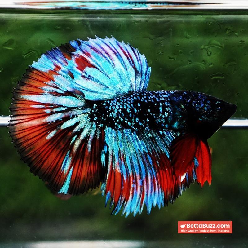 Betta Fish Avatar Flame Nebular Black Star HM (Rare) - Image 5