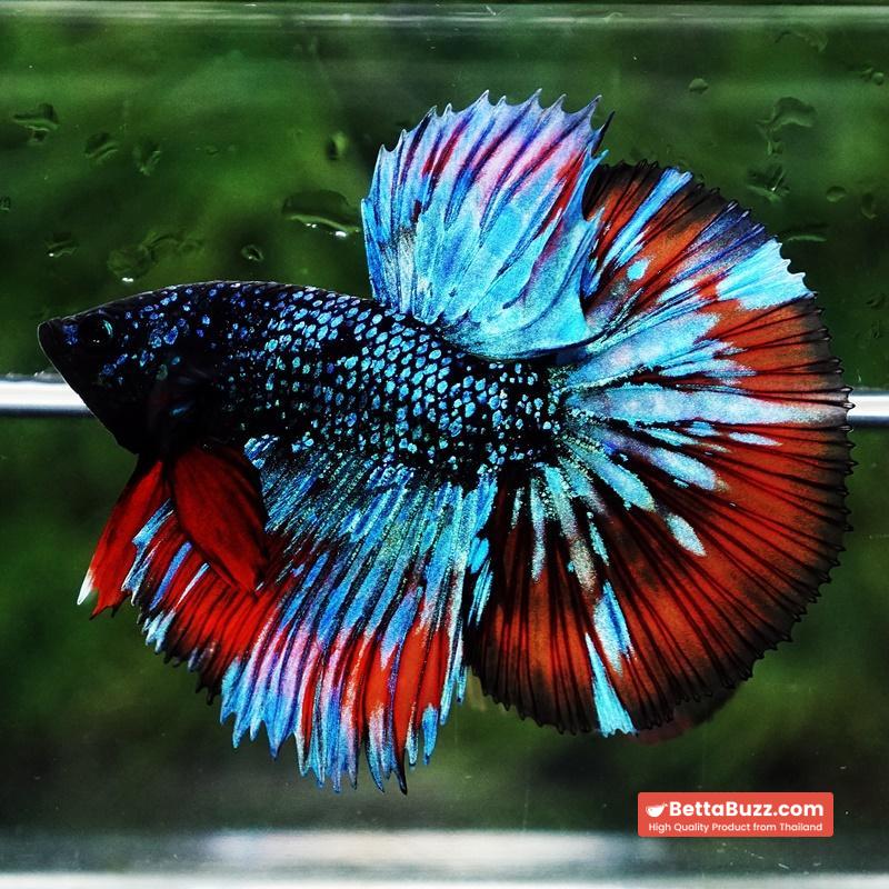 Betta Fish Avatar Flame Nebular Black Star HM (Rare) - Image 6
