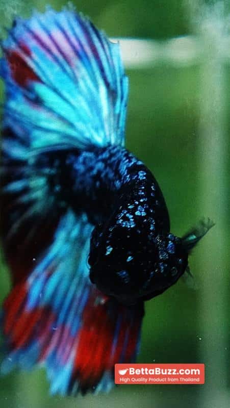 Betta Fish Avatar Flame Nebular Black Star HM (Rare) - Image 8
