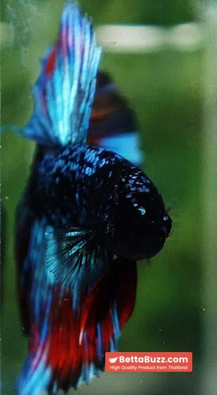 Betta Fish Avatar Flame Nebular Black Star HM (Rare) - Image 9