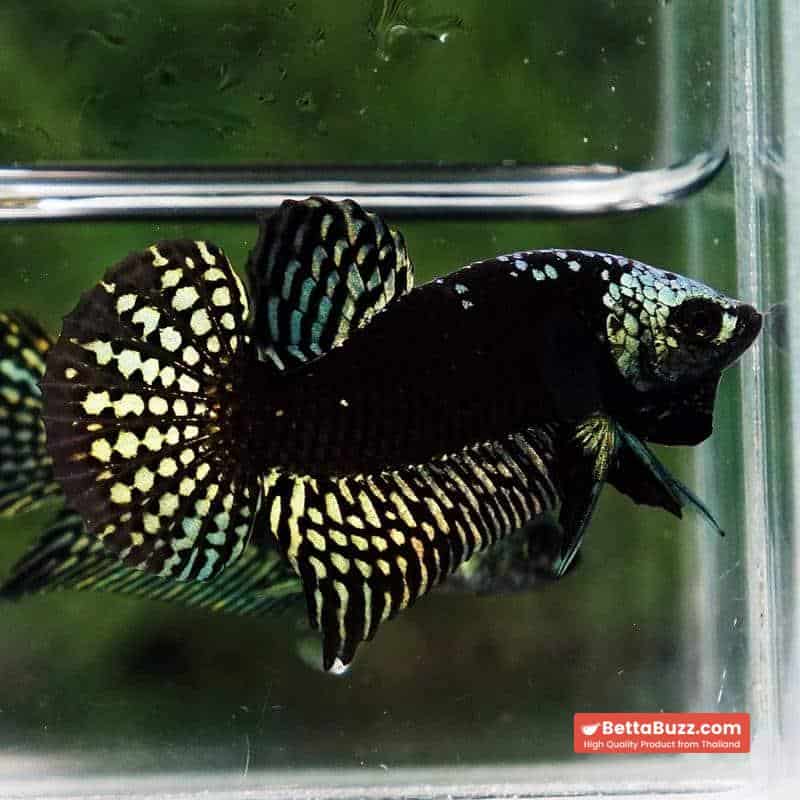 Wild Betta Fish Hybrid Gold Green Alien Samurai (Ultra Rare) - Image 5