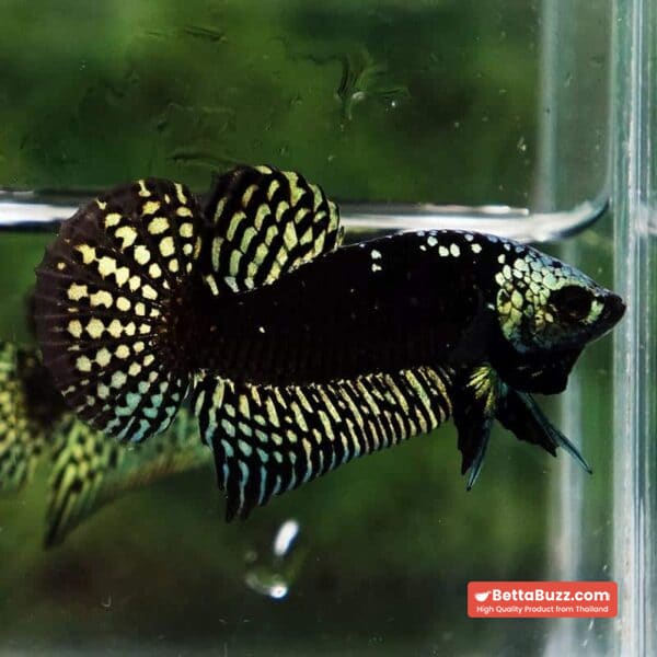 Wild Betta Fish Hybrid Gold Green Alien Samurai (Ultra Rare) - Image 7