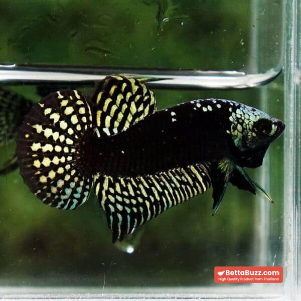 Wild Betta Fish Hybrid Gold Green Alien Samurai (Ultra Rare) - Image 3