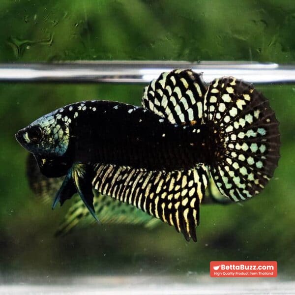 Wild Betta Fish Hybrid Gold Green Alien Samurai (Ultra Rare) - Image 4