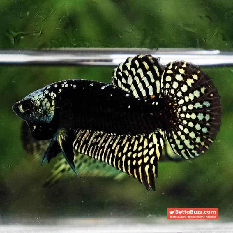 Wild Betta Fish Hybrid Gold Green Alien Samurai (Ultra Rare) - Image 4