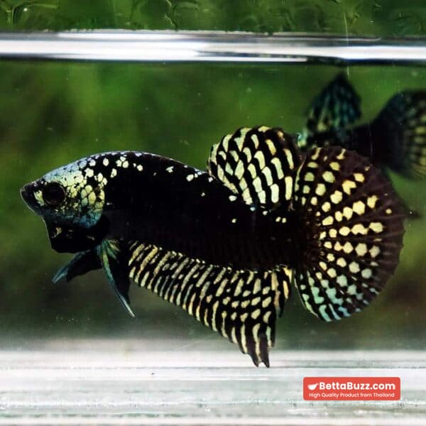 Wild Betta Fish Hybrid Gold Green Alien Samurai (Ultra Rare) - Image 6