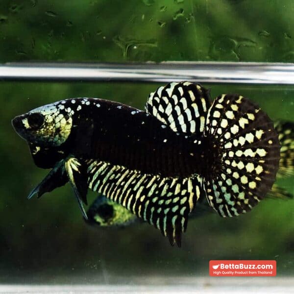 Wild Betta Fish Hybrid Gold Green Alien Samurai (Ultra Rare) - Image 2