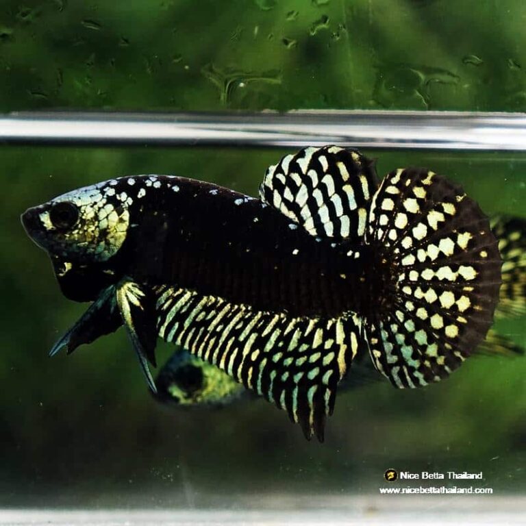 Wild Betta Fish Hybrid Gold Green Alien Samurai (Ultra Rare)