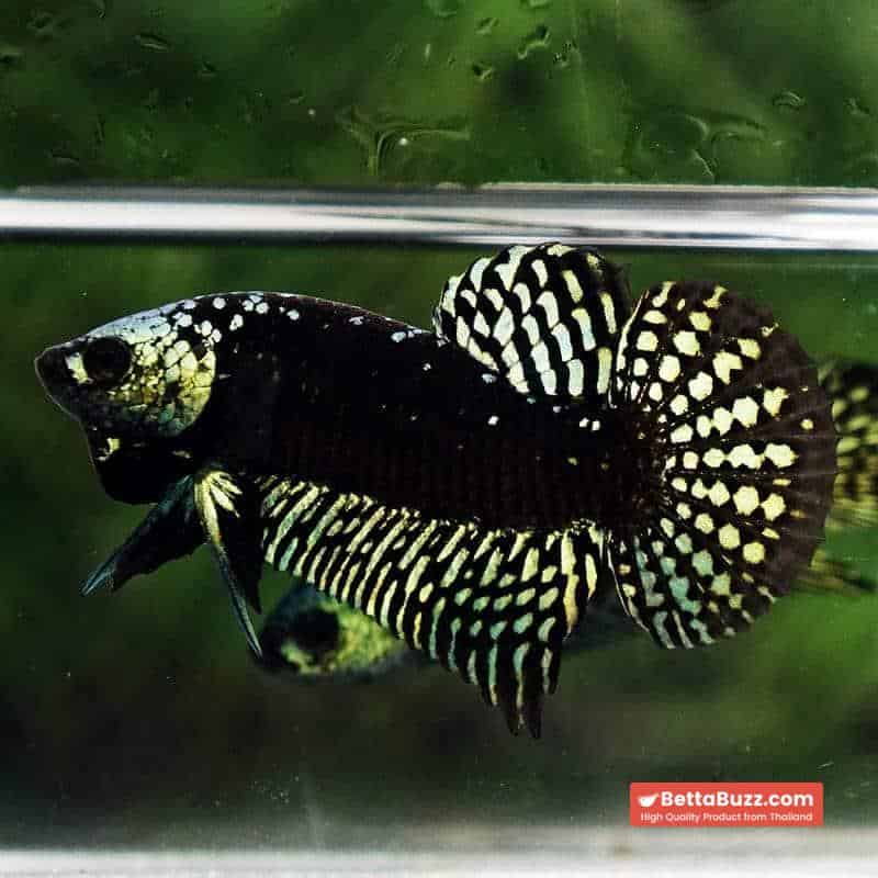 Wild Betta Fish Hybrid Gold Green Alien Samurai (Ultra Rare)