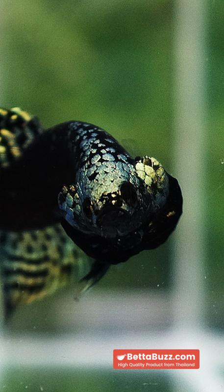Wild Betta Fish Hybrid Gold Green Alien Samurai (Ultra Rare) - Image 8