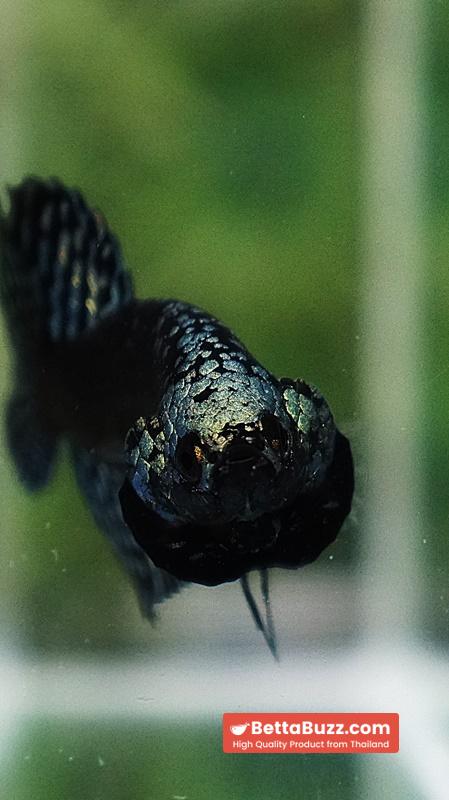 Wild Betta Fish Hybrid Gold Green Alien Samurai (Ultra Rare) - Image 9