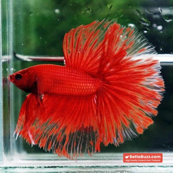 Betta Fish Red Blood Phoenix HM - Image 6