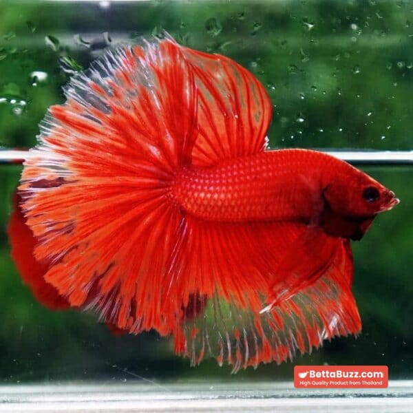 Betta Fish Red Blood Phoenix HM - Image 3