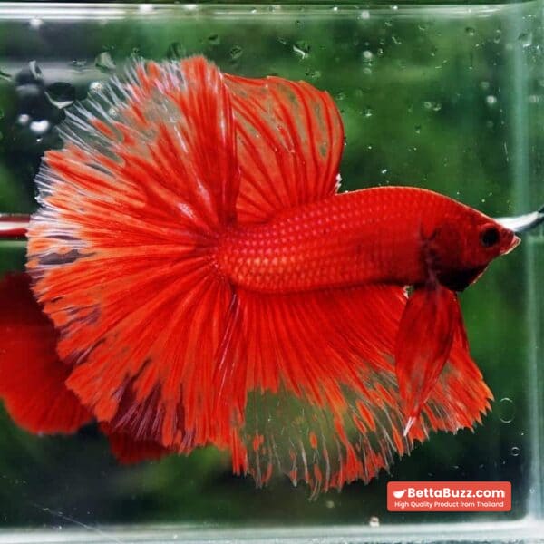 Betta Fish Red Blood Phoenix HM - Image 5