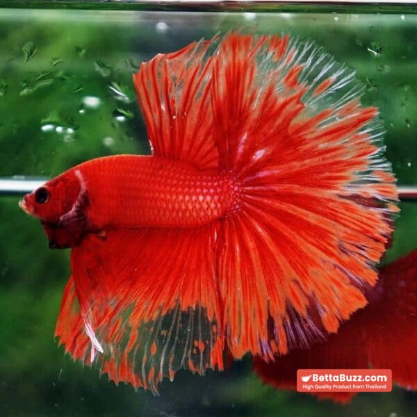 Betta Fish Red Blood Phoenix HM - Image 4