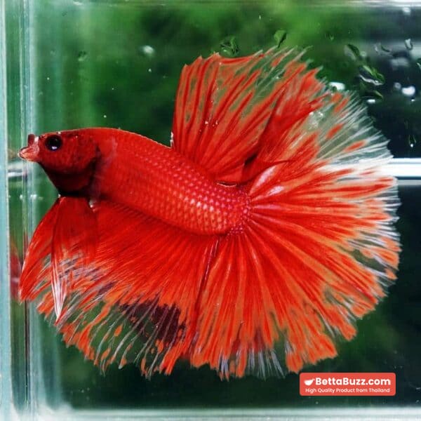 Betta Fish Red Blood Phoenix HM - Image 2