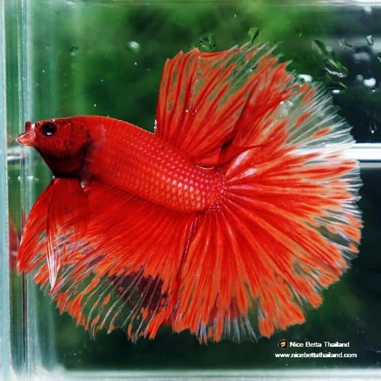 Betta Fish Red Blood Phoenix HM