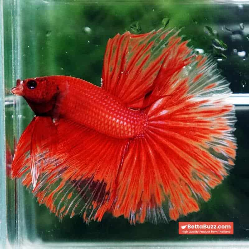 Betta Fish Red Blood Phoenix HM