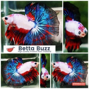 Betta fish OHM Fancy Dragon