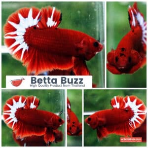 Betta fish Hell Boy Star OHMPK