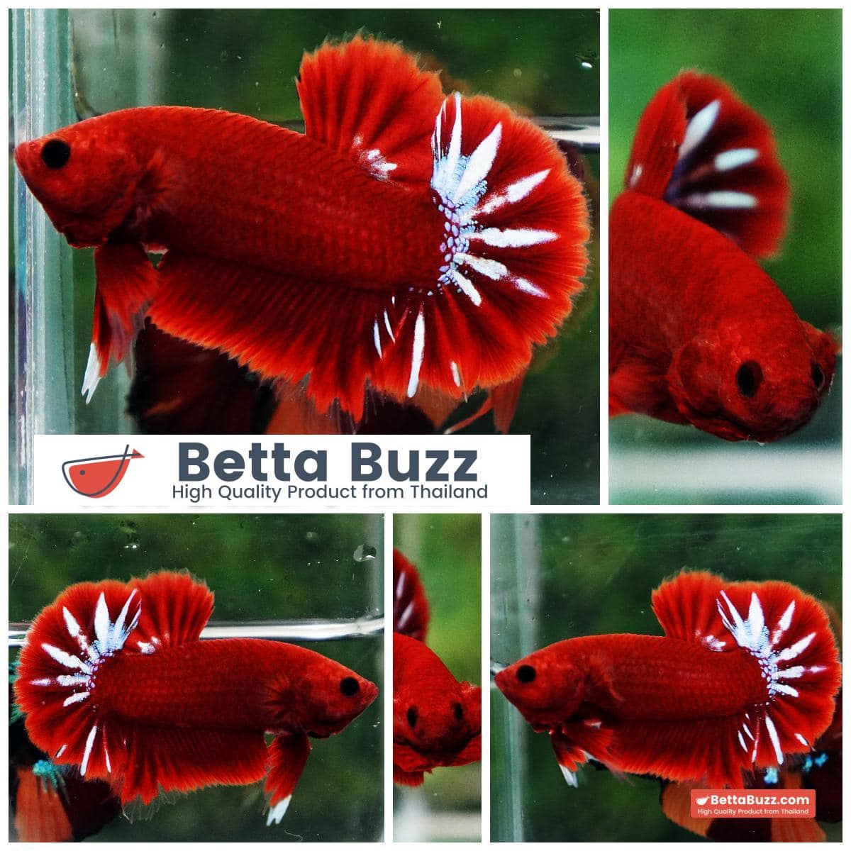 Betta Fish Hell Boy Star OHMPK