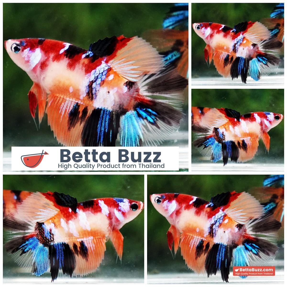 Betta fish Female Candy Nemo HM