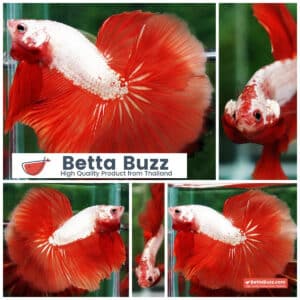 Betta fish Sun fire Dragon Platinum OHM