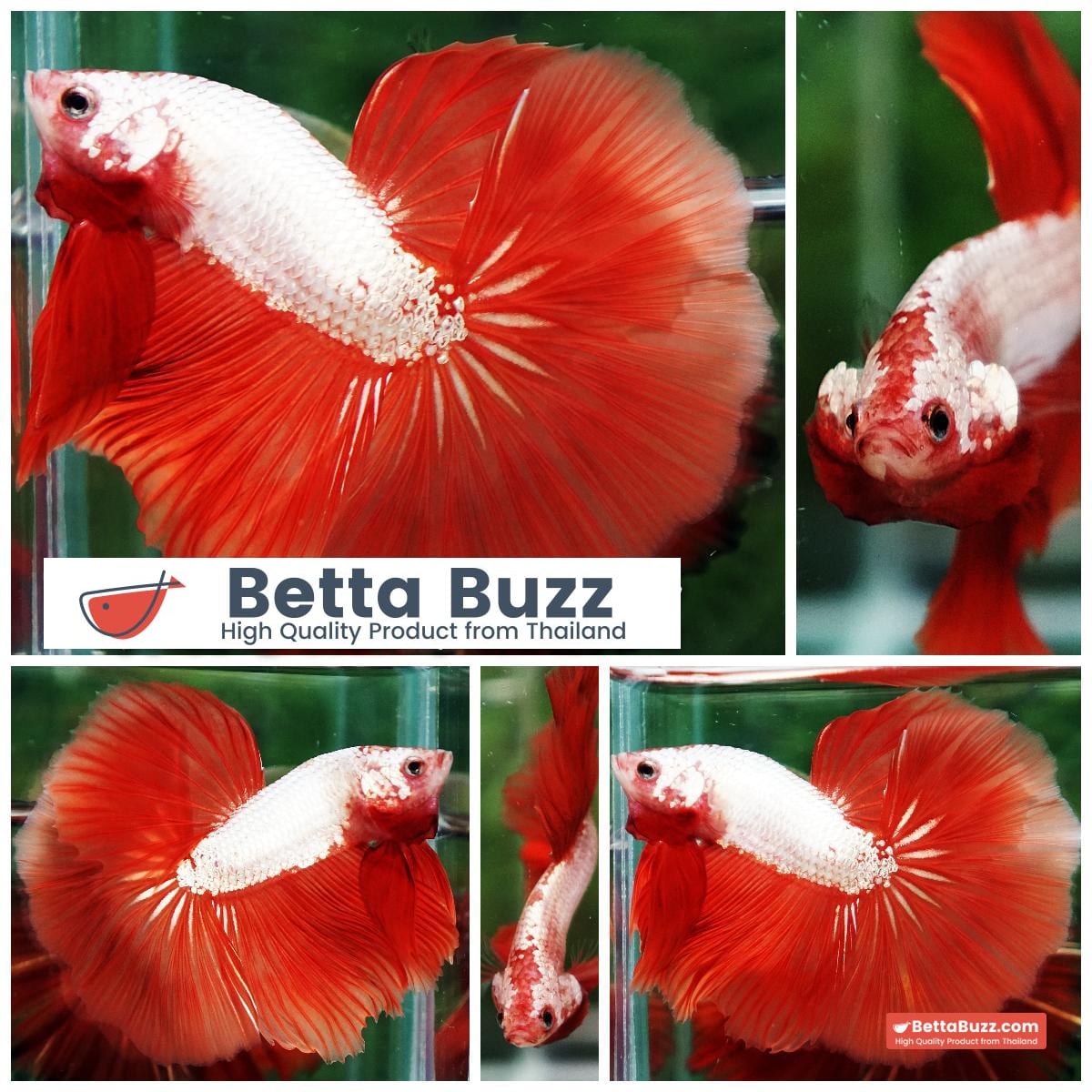 Betta fish Sun fire Dragon Platinum OHM