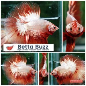 Betta fish Platinum Armageddon Dragon Meteor HM