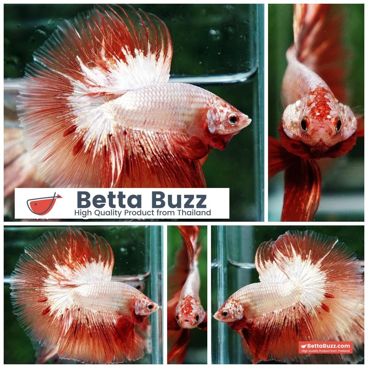 Betta fish Platinum Armageddon Dragon Meteor HM