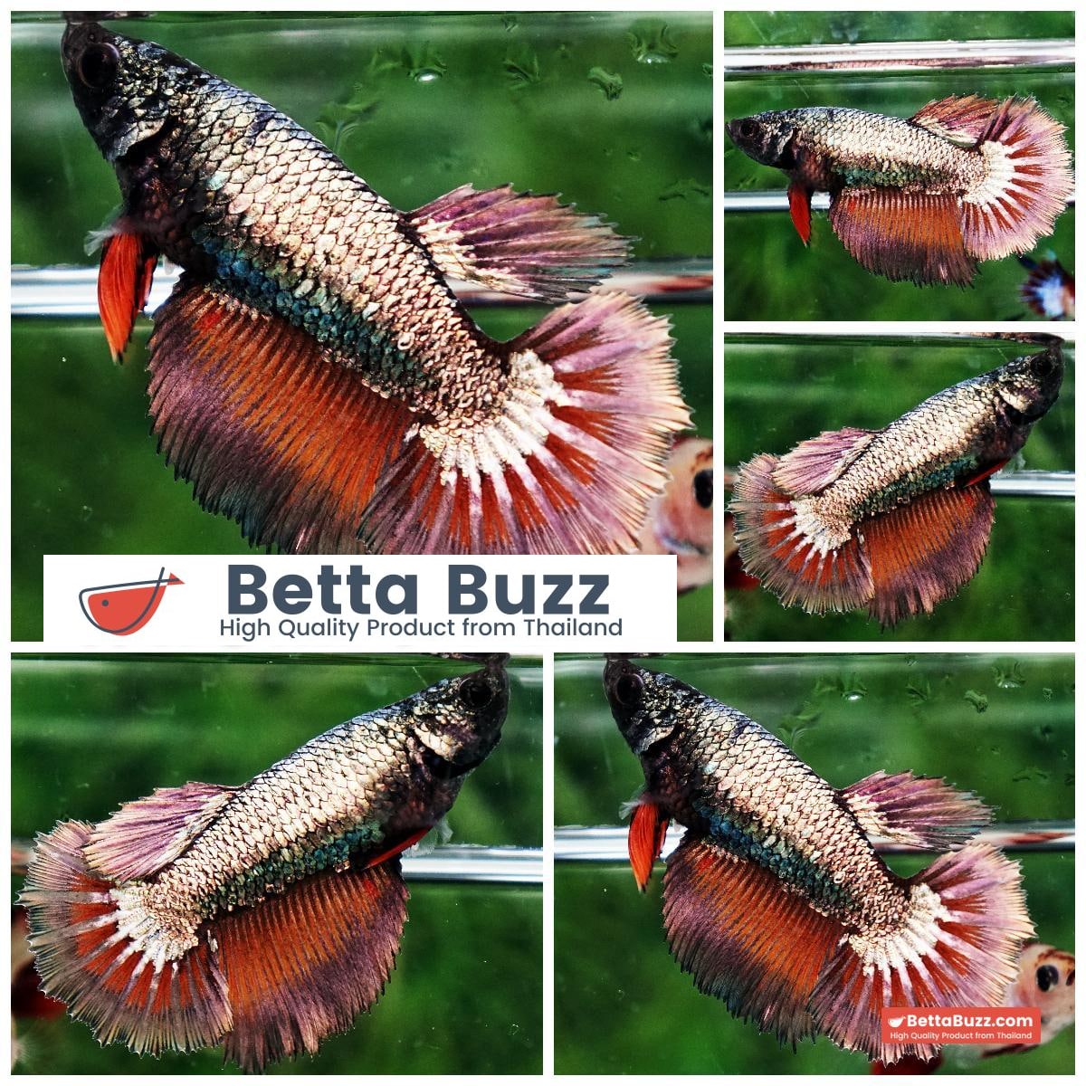 Betta fish Queen Vermithor Dragon HM