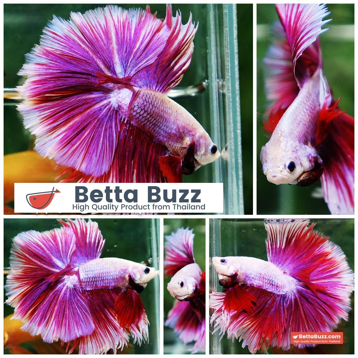 Betta fish Prince of Pink Lavender Hawk HS