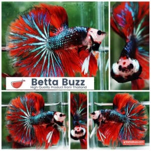 Betta fish Monkey face Red Devil Star OHM