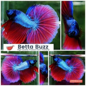 Betta fish Purple Pony Lavender OHM