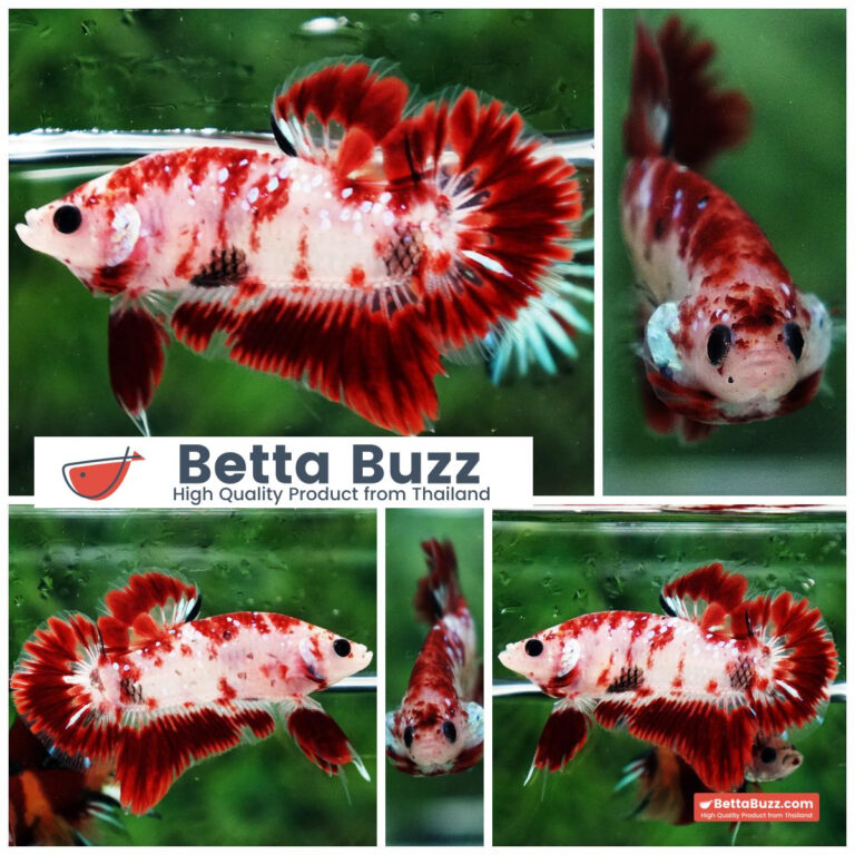 Betta fish Koi Kohagu HMPK