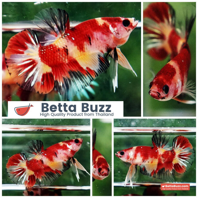 Betta fish Fire Marble Nemo HMPK