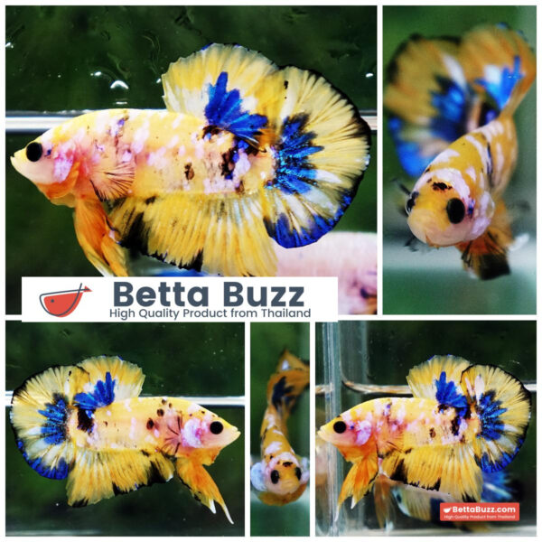 Betta fish Bumblebee Galaxy HMPK