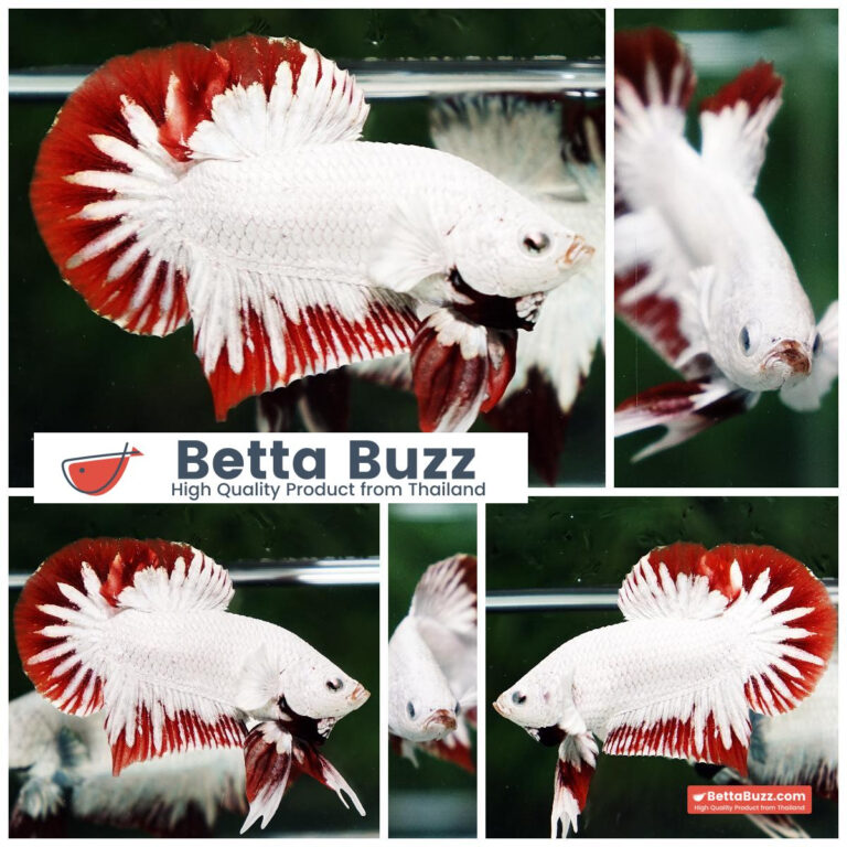 Betta fish Platinum Red Rim Dragon OHMPK