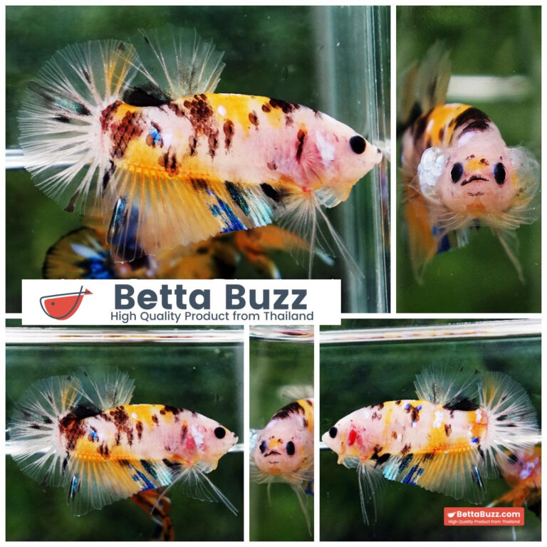 Betta fish Yellow Tiger Koi HMPK