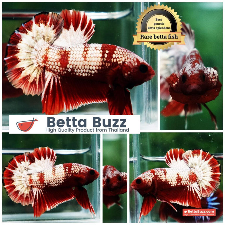 Betta Fish OHMPK Sparkle Fancy Red Zebra (Ultra Rare)