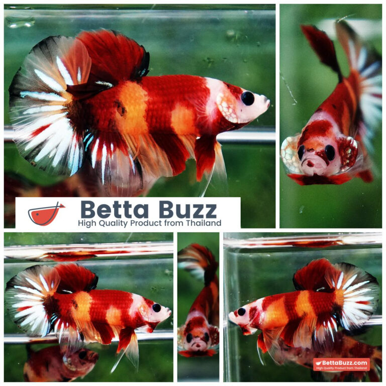 Betta Fish Nemo Classic HMPK