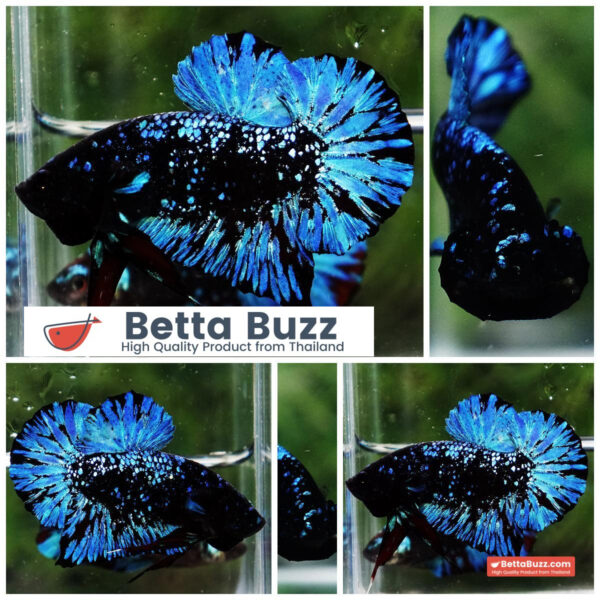 Betta Fish Avatar Nebular Black Star OHMPK