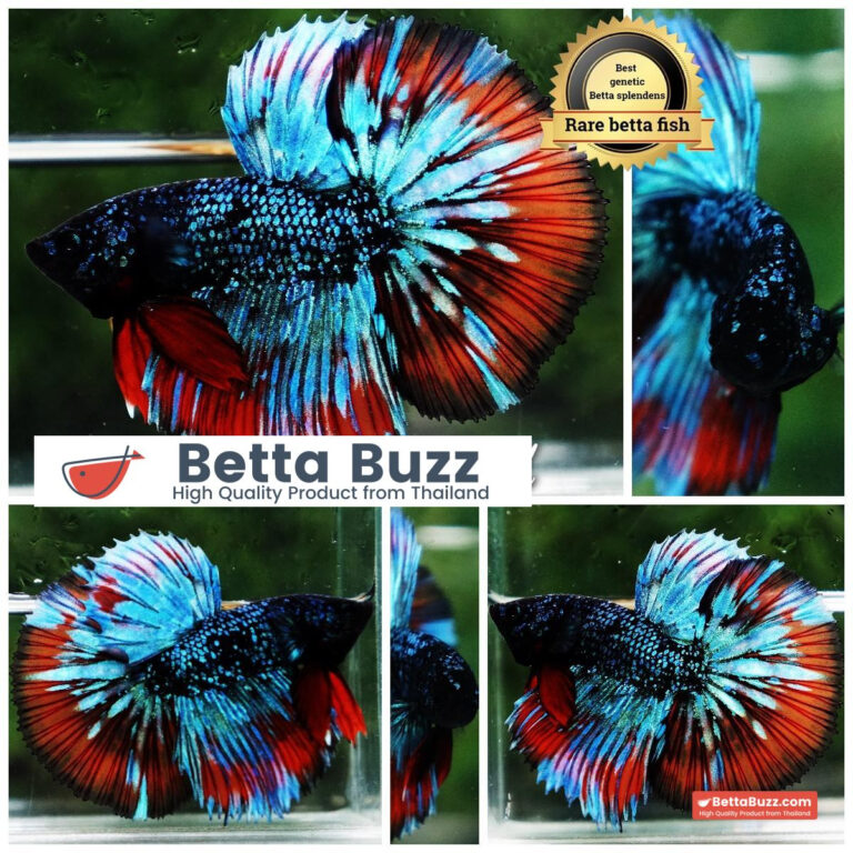 Betta Fish Avatar Flame Nebular Black Star HM (Rare)