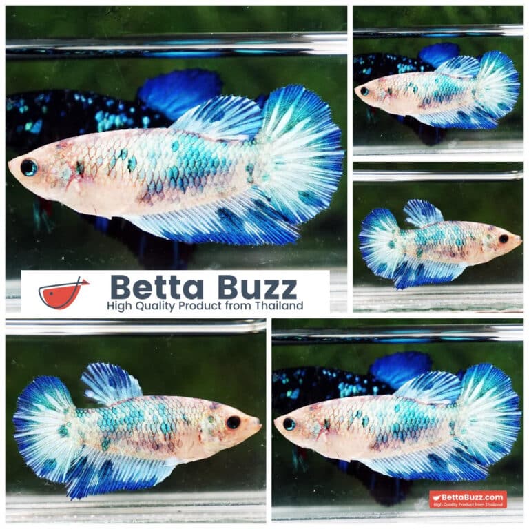 Female Betta fish Blue Marble HM