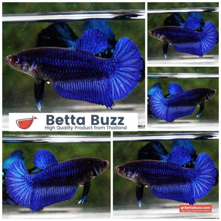 Female Betta fish Royal Blue HM